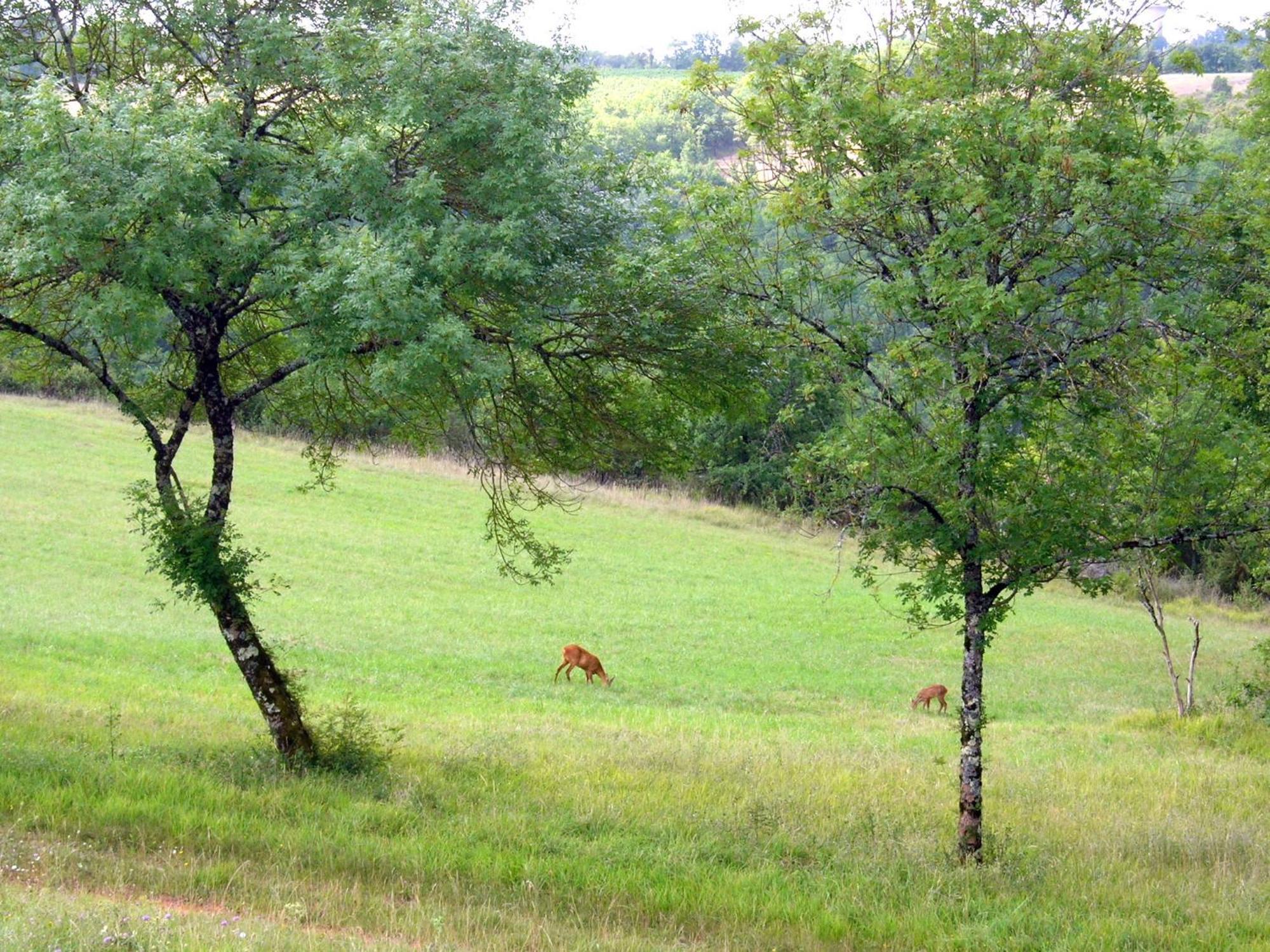 Les Hauts D'Albas Albas  Værelse billede